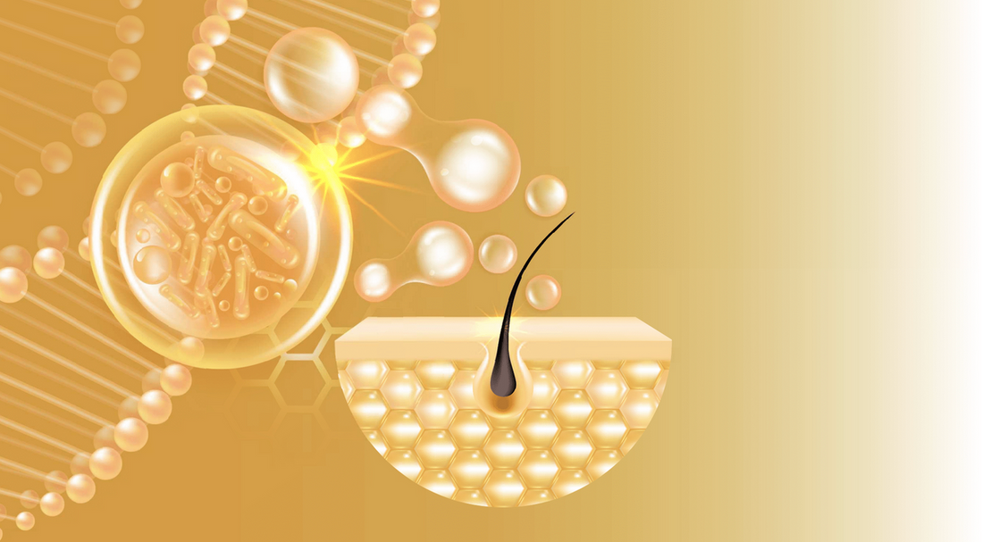Feeding the Follicle: The Bioavailable Architecture Behind nfête’s Hair Growth Formula